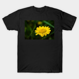 Yellow flower of dyer's camomile T-Shirt